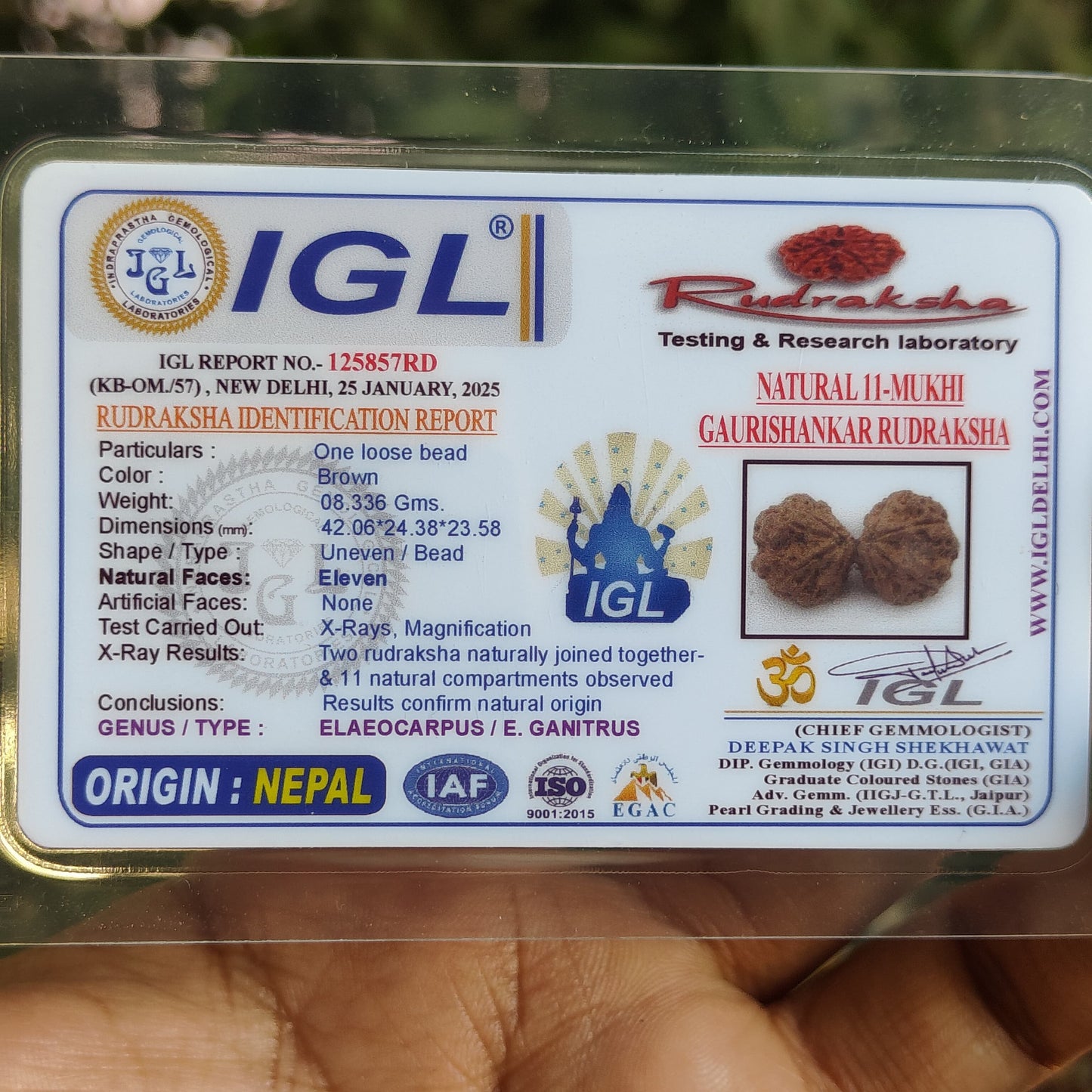 Rare 11 Mukhi Super Collector Gauri Shankar Rudraksha | 42.06mm 8.33 grams | IGL Lab Certified