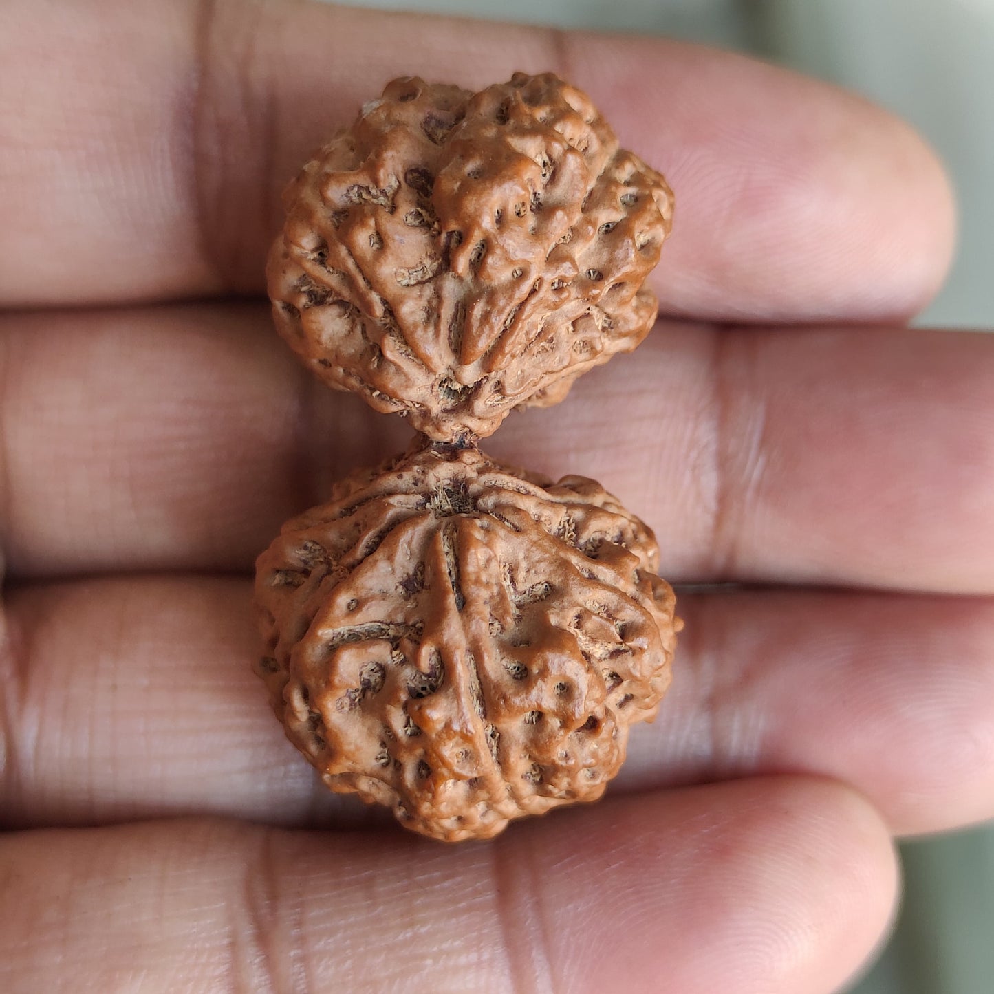 Rare 11 Mukhi Super Collector Gauri Shankar Rudraksha | 42.06mm 8.33 grams | IGL Lab Certified
