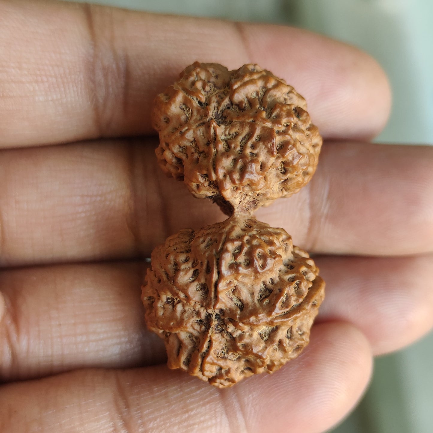 Rare 11 Mukhi Super Collector Gauri Shankar Rudraksha | 42.06mm 8.33 grams | IGL Lab Certified