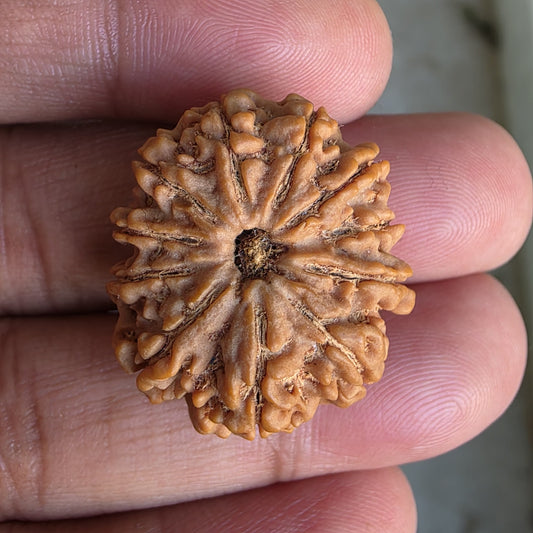 11 Mukhi Collector Nepal Rudraksha | 27.6mm, 5.85gram | Lab Certified