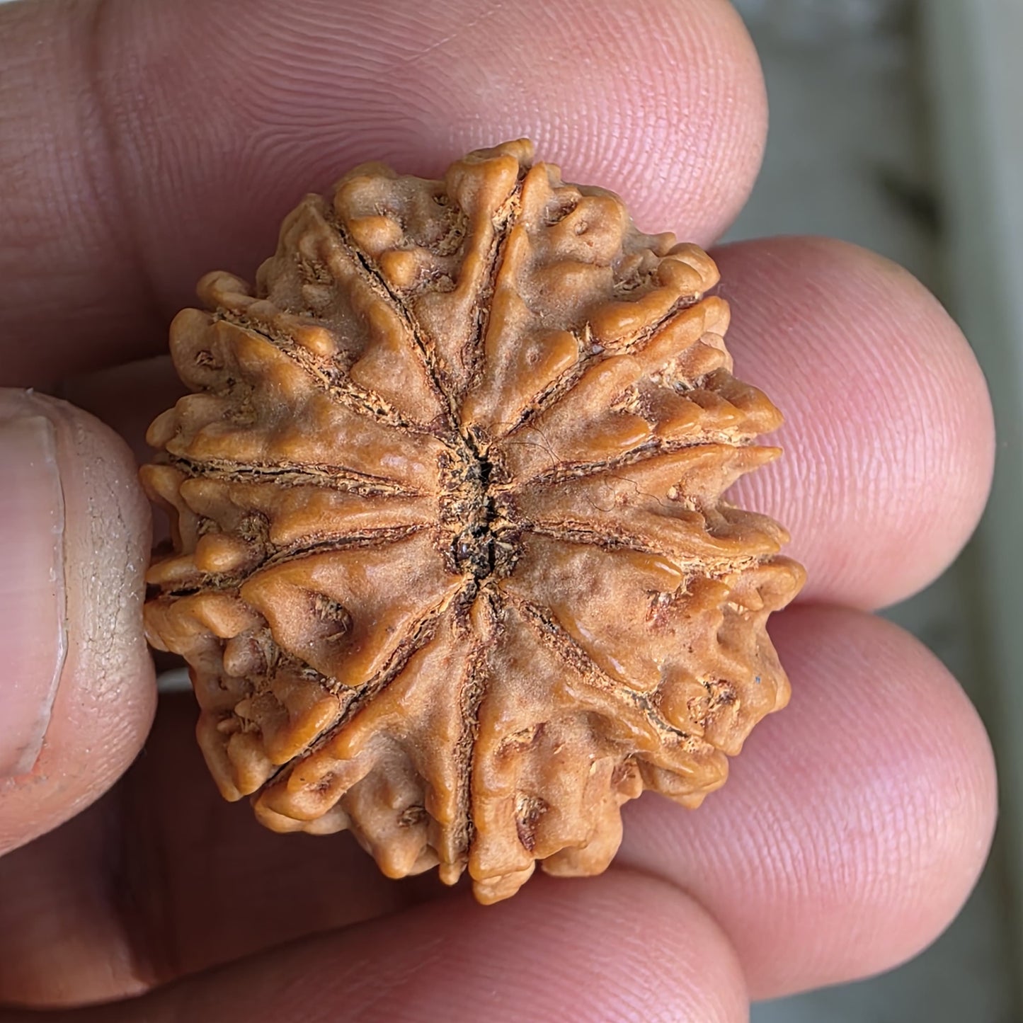 11 Mukhi Collector Nepal Rudraksha | 27.6mm, 5.85gram | Lab Certified