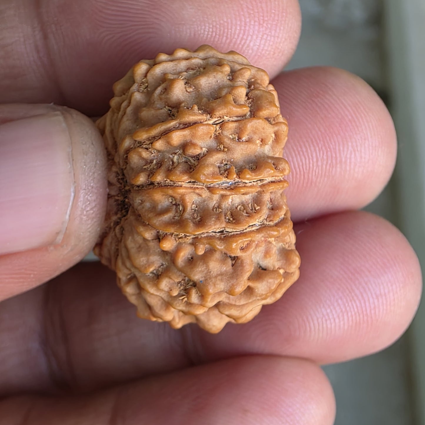 11 Mukhi Collector Nepal Rudraksha | 27.6mm, 5.85gram | Lab Certified