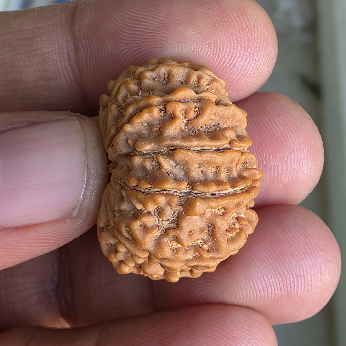 11 Mukhi Collector Nepal Rudraksha | 27.6mm, 5.85gram | Lab Certified