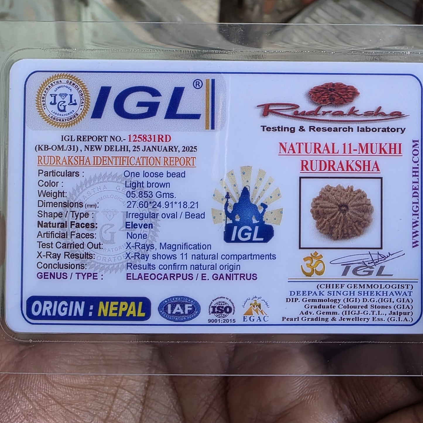 11 Mukhi Collector Nepal Rudraksha | 27.6mm, 5.85gram | Lab Certified