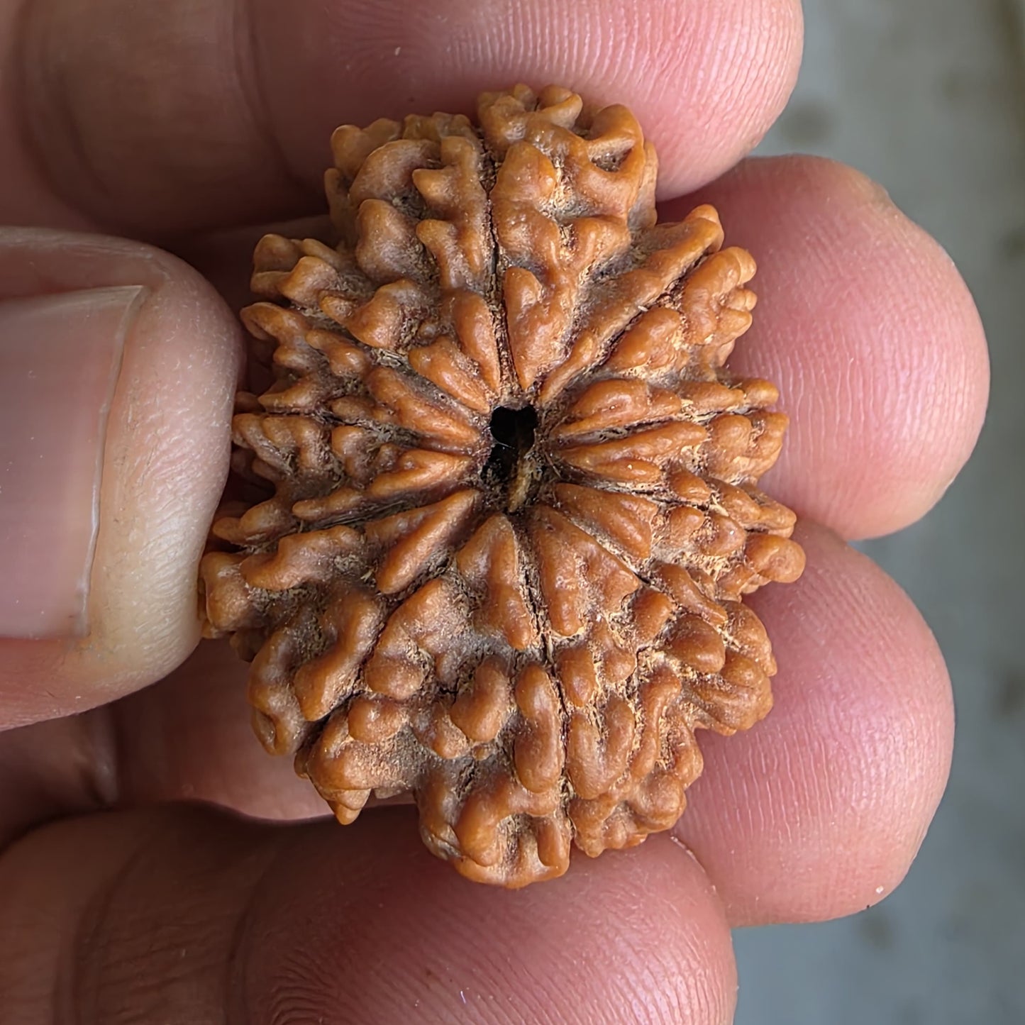 10 Mukhi Super Collector Nepal Rudraksha | 29.5mm, 5.67gram | IGL Lab Certified