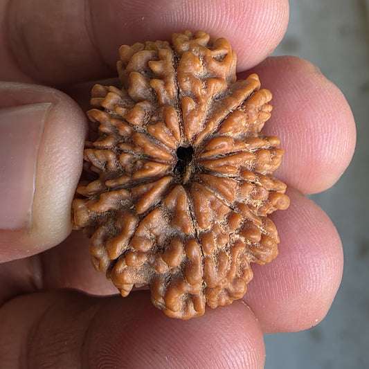 10 Mukhi Super Collector Nepal Rudraksha | 29.5mm, 5.67gram | IGL Lab Certified
