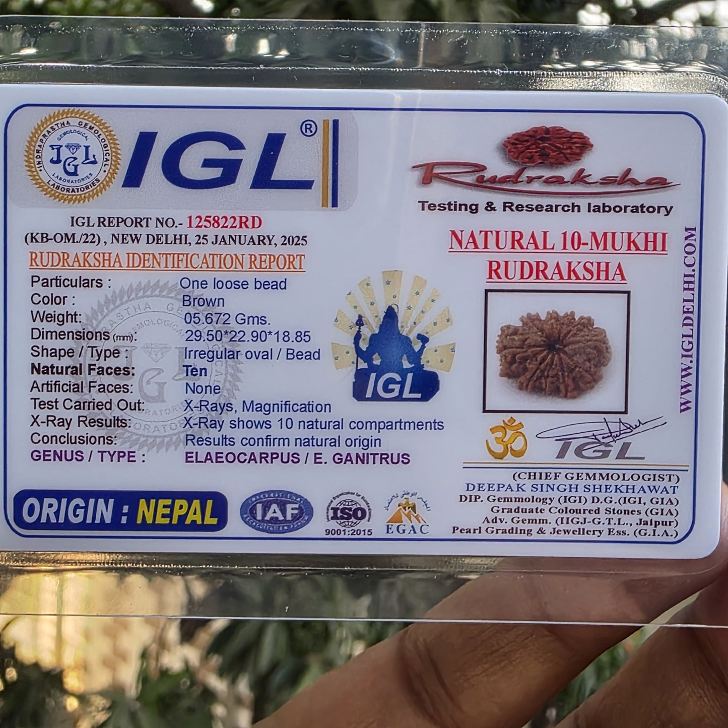 10 Mukhi Super Collector Nepal Rudraksha | 29.5mm, 5.67gram | IGL Lab Certified