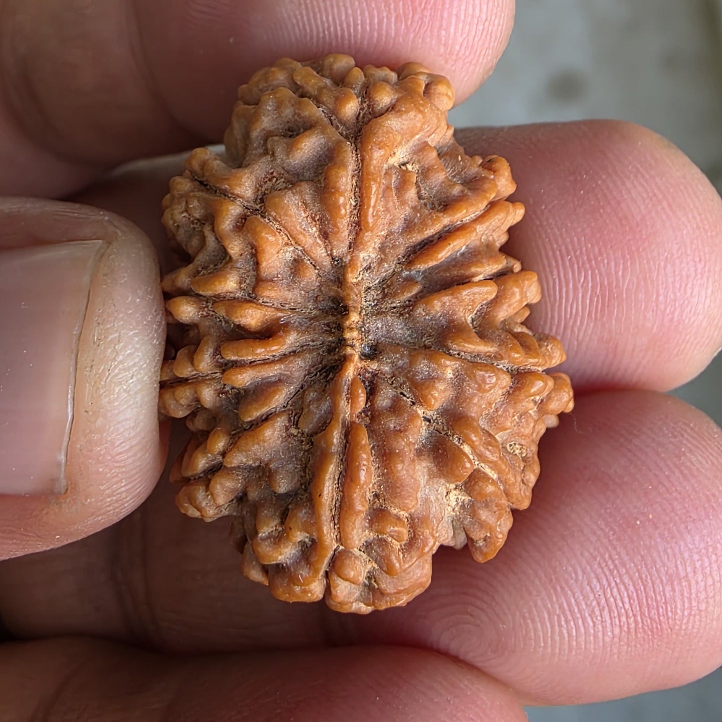 10 Mukhi Super Collector Nepal Rudraksha | 29.5mm, 5.67gram | IGL Lab Certified