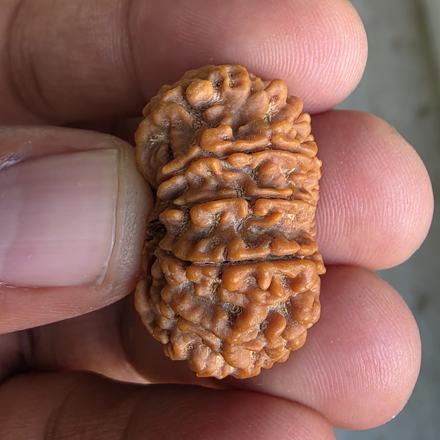 10 Mukhi Super Collector Nepal Rudraksha | 29.5mm, 5.67gram | IGL Lab Certified