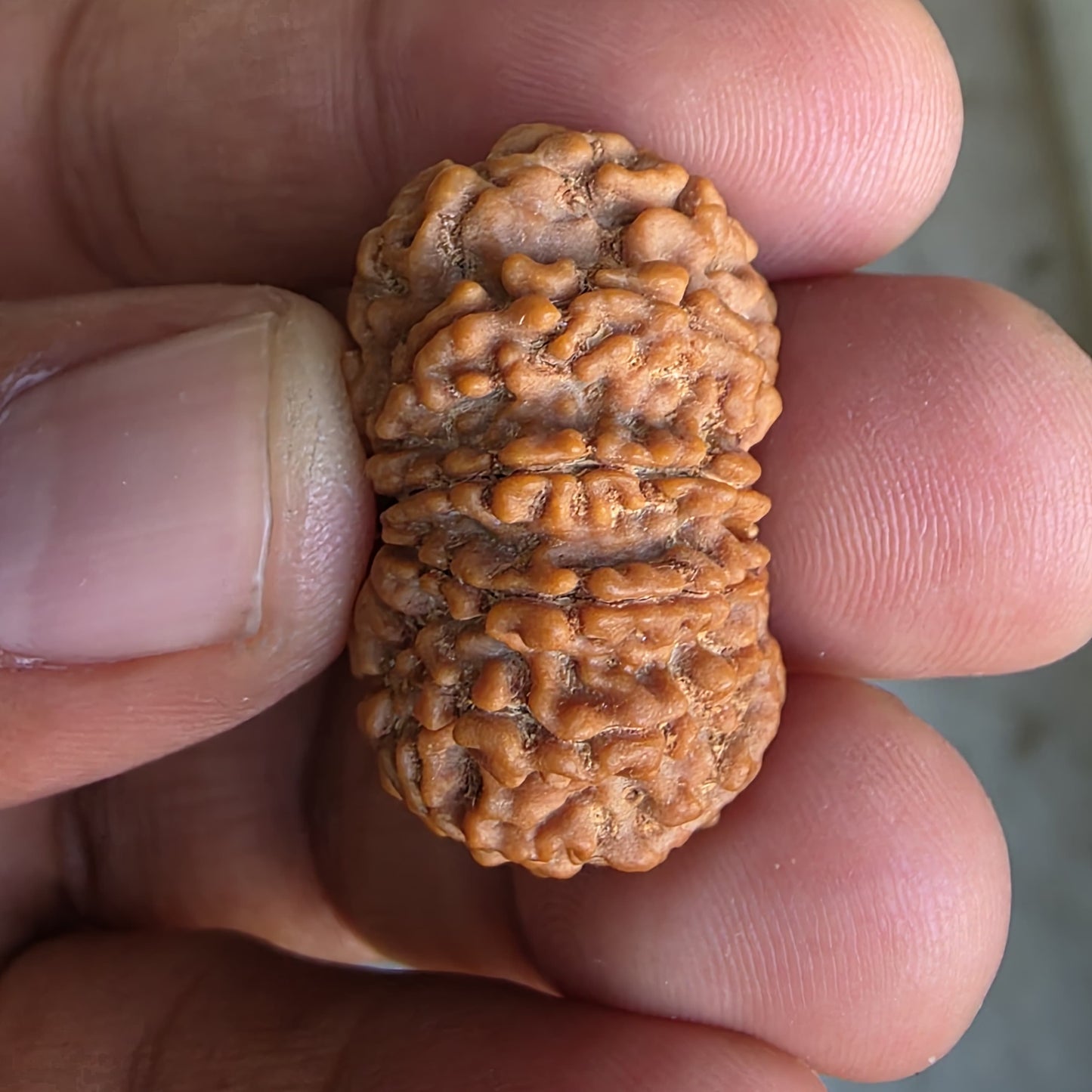 10 Mukhi Super Collector Nepal Rudraksha | 29.5mm, 5.67gram | IGL Lab Certified
