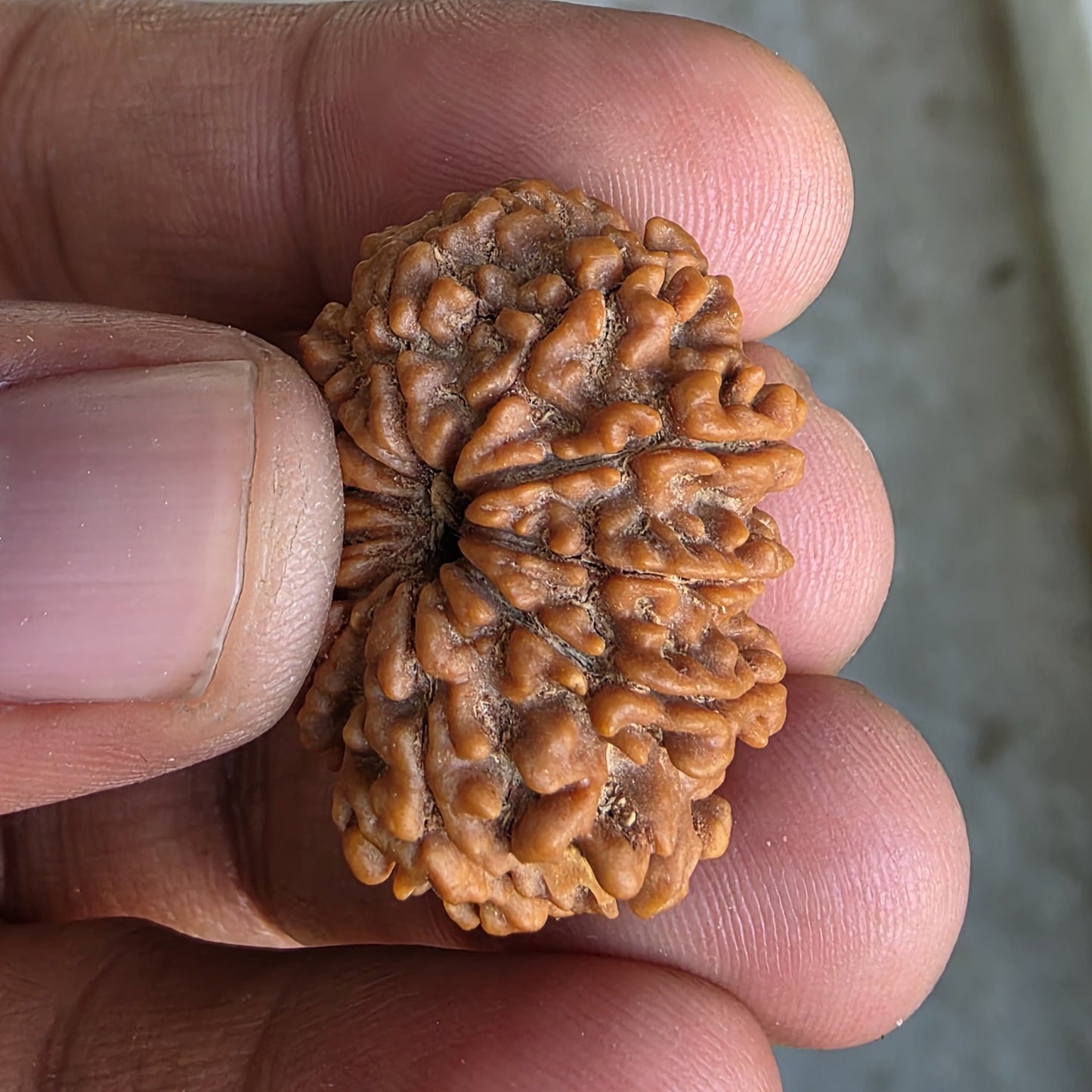10 Mukhi Super Collector Nepal Rudraksha | 29.5mm, 5.67gram | IGL Lab Certified