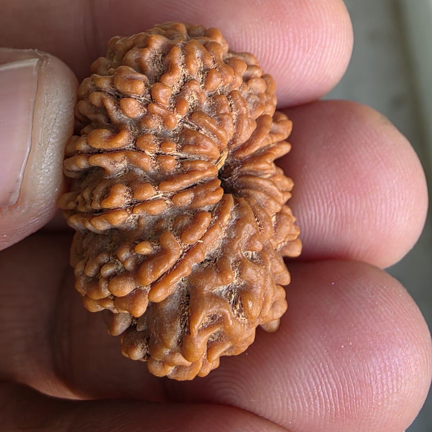 10 Mukhi Super Collector Nepal Rudraksha | 29.5mm, 5.67gram | IGL Lab Certified