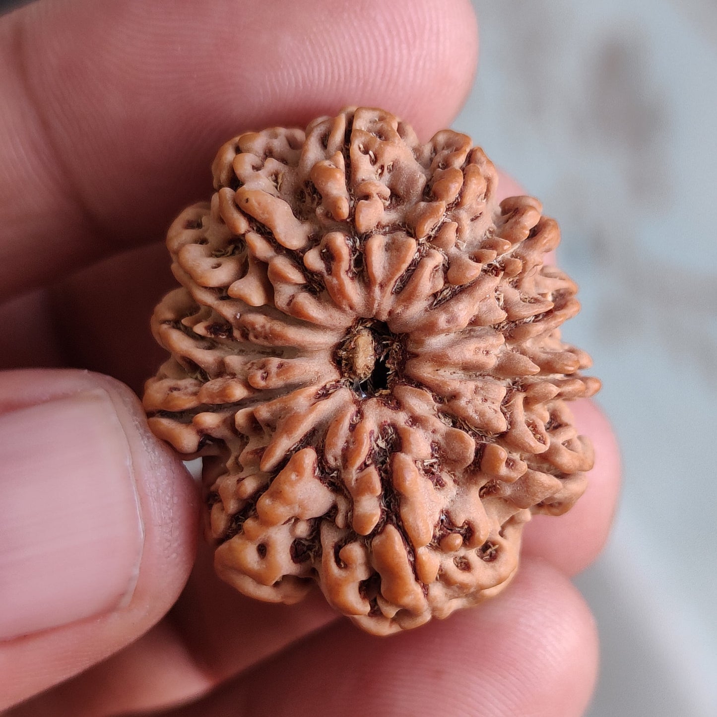 12 Mukhi Super Collector Nepal Rudraksha | 30.63 mm, 6.204 grams | Lab Certified | Radiant Sun Energy & Divine Strength