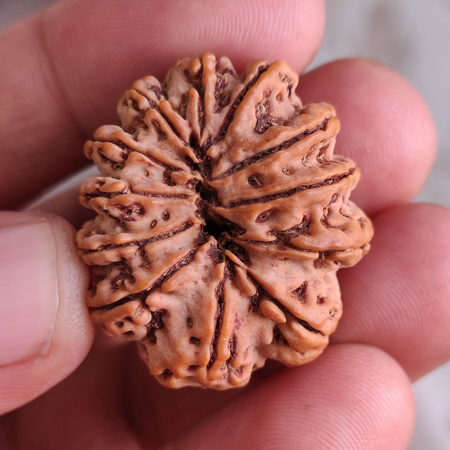 12 Mukhi Super Collector Nepal Rudraksha | 30.63 mm, 6.204 grams | Lab Certified | Radiant Sun Energy & Divine Strength
