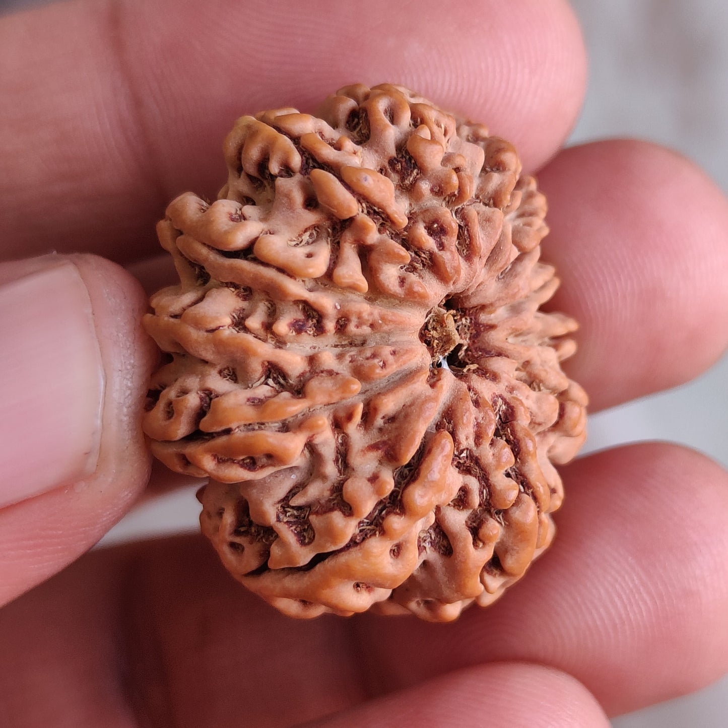 12 Mukhi Super Collector Nepal Rudraksha | 30.63 mm, 6.204 grams | Lab Certified | Radiant Sun Energy & Divine Strength