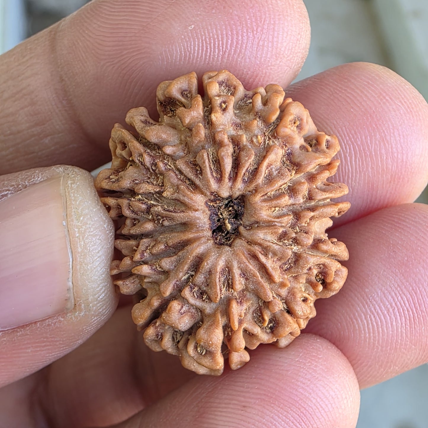 12 Mukhi Collector Nepal Rudraksha | 28.65mm, 5.16gram | IGL Lab Certified | Blessings of Surya Dev for Power & Success
