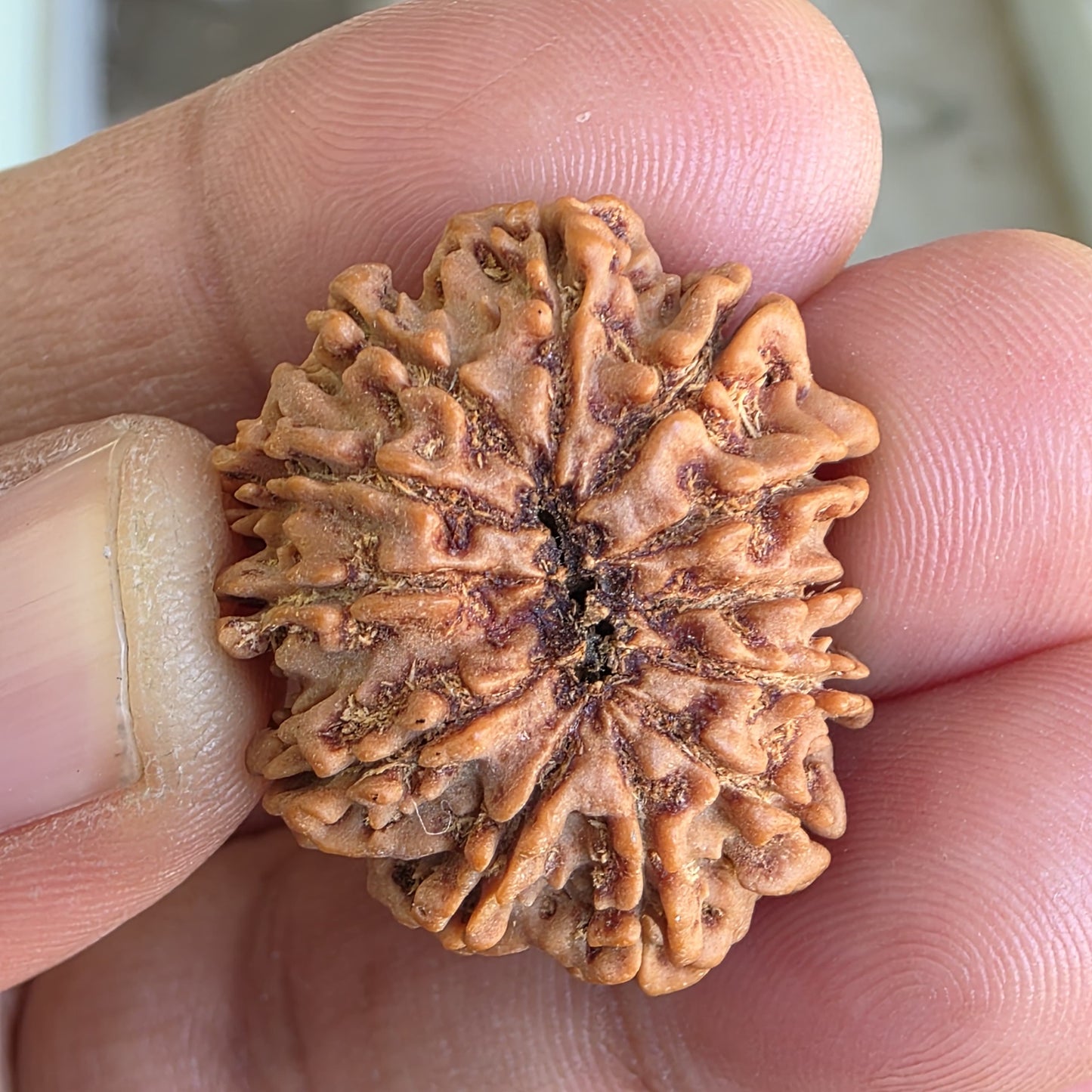 12 Mukhi Collector Nepal Rudraksha | 28.65mm, 5.16gram | IGL Lab Certified | Blessings of Surya Dev for Power & Success