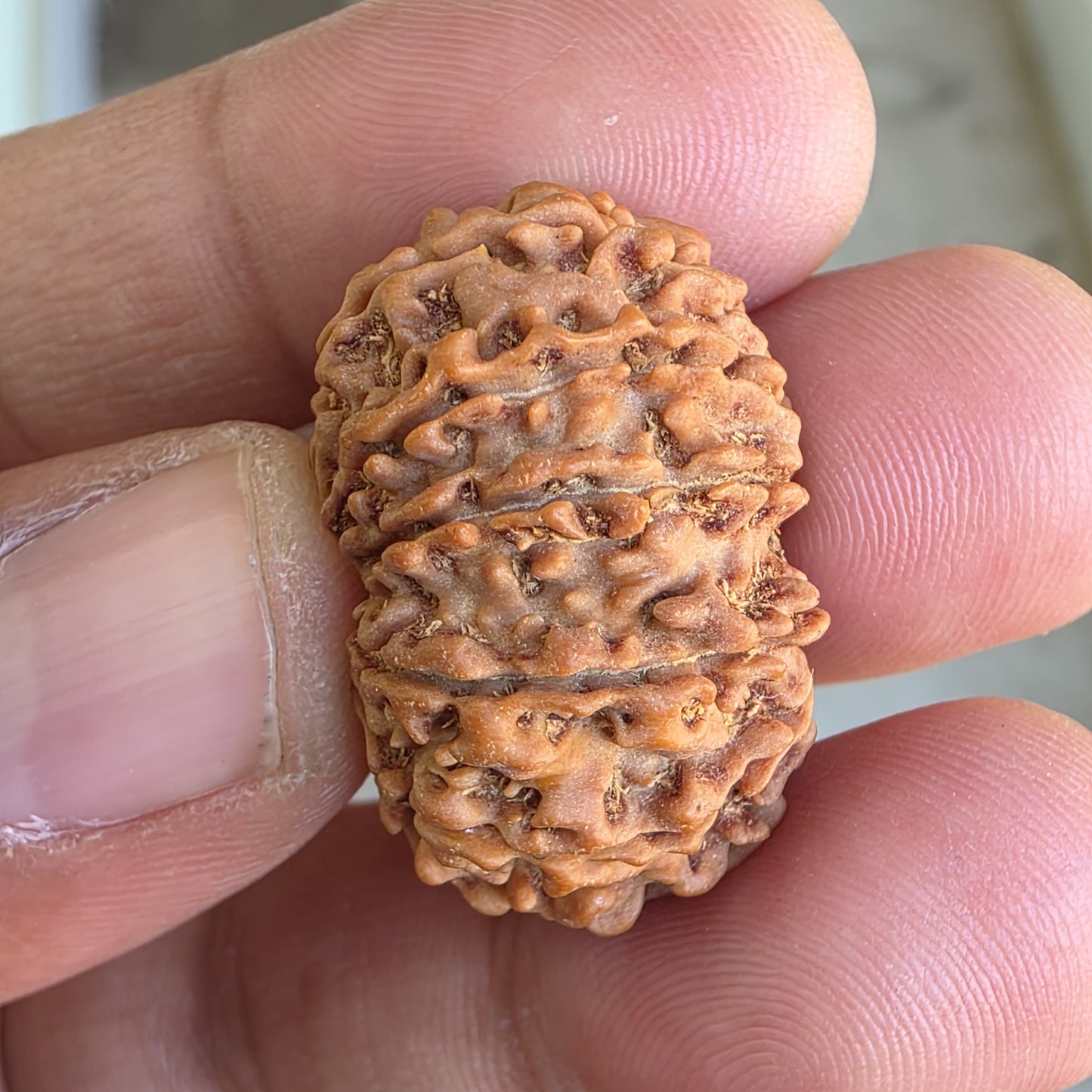 12 Mukhi Collector Nepal Rudraksha | 28.65mm, 5.16gram | IGL Lab Certified | Blessings of Surya Dev for Power & Success