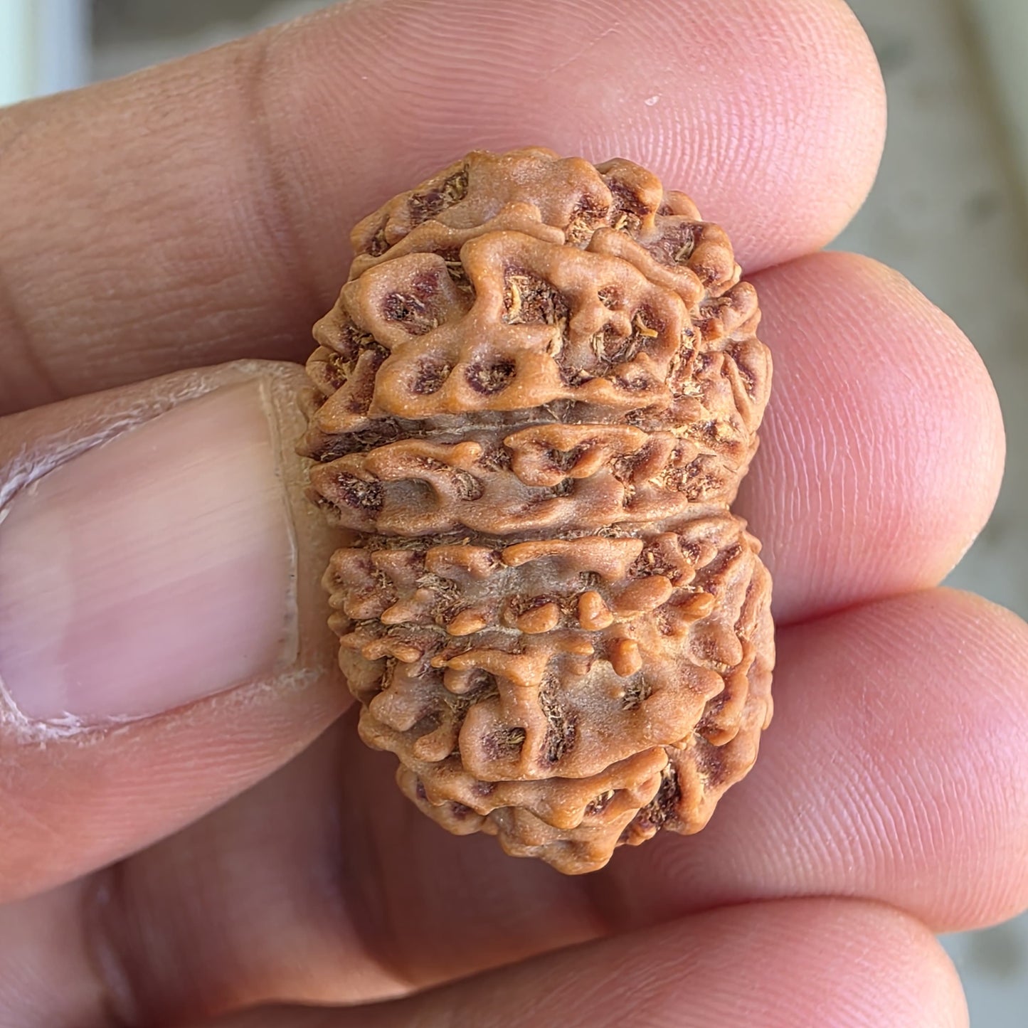12 Mukhi Collector Nepal Rudraksha | 28.65mm, 5.16gram | IGL Lab Certified | Blessings of Surya Dev for Power & Success
