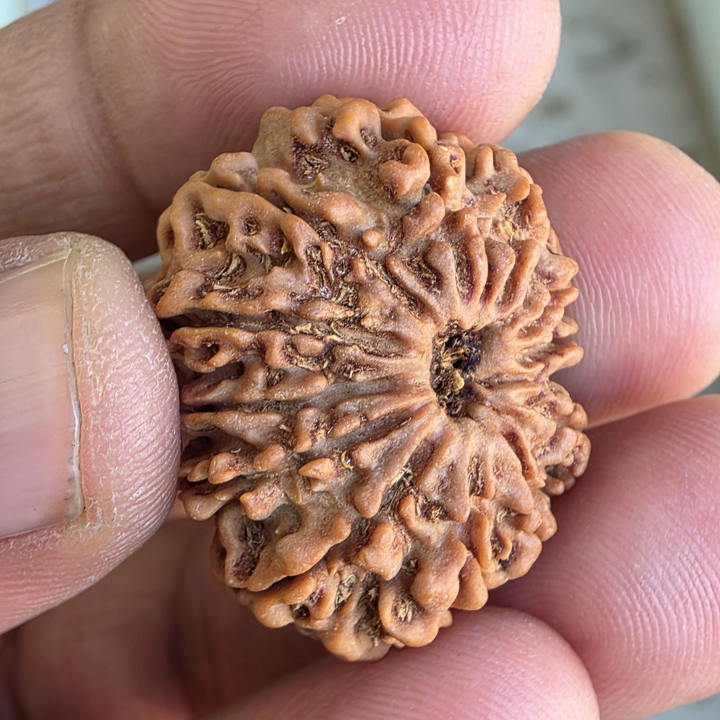 12 Mukhi Collector Nepal Rudraksha | 28.65mm, 5.16gram | IGL Lab Certified | Blessings of Surya Dev for Power & Success
