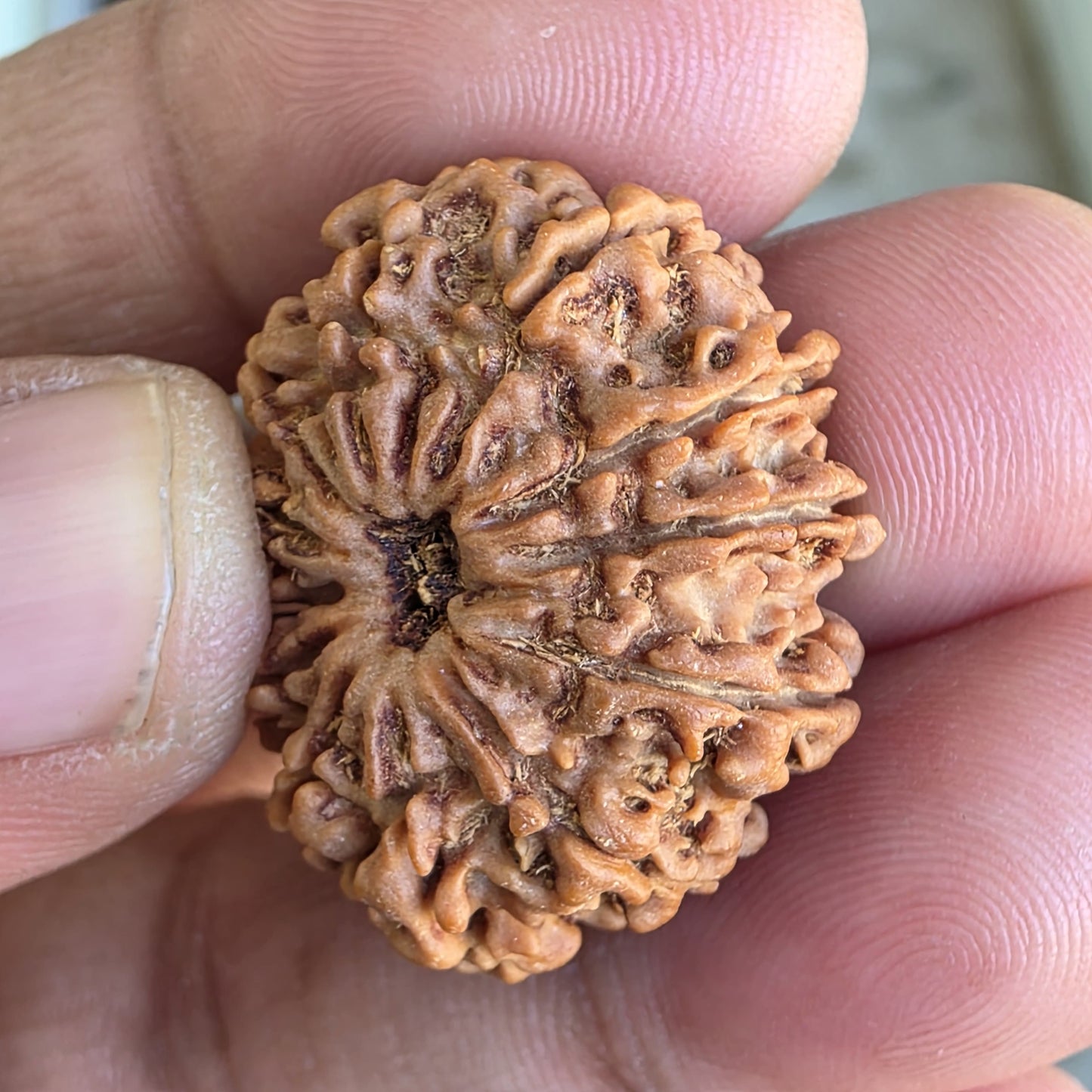 12 Mukhi Collector Nepal Rudraksha | 28.65mm, 5.16gram | IGL Lab Certified | Blessings of Surya Dev for Power & Success
