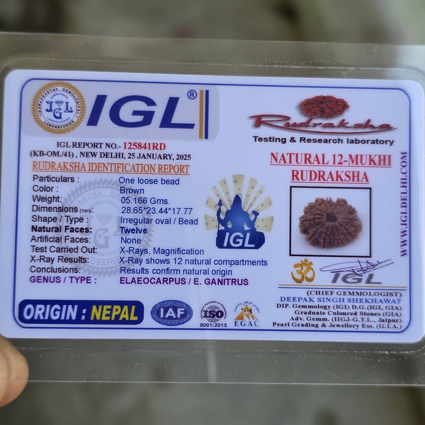 12 Mukhi Collector Nepal Rudraksha | 28.65mm, 5.16gram | IGL Lab Certified | Blessings of Surya Dev for Power & Success