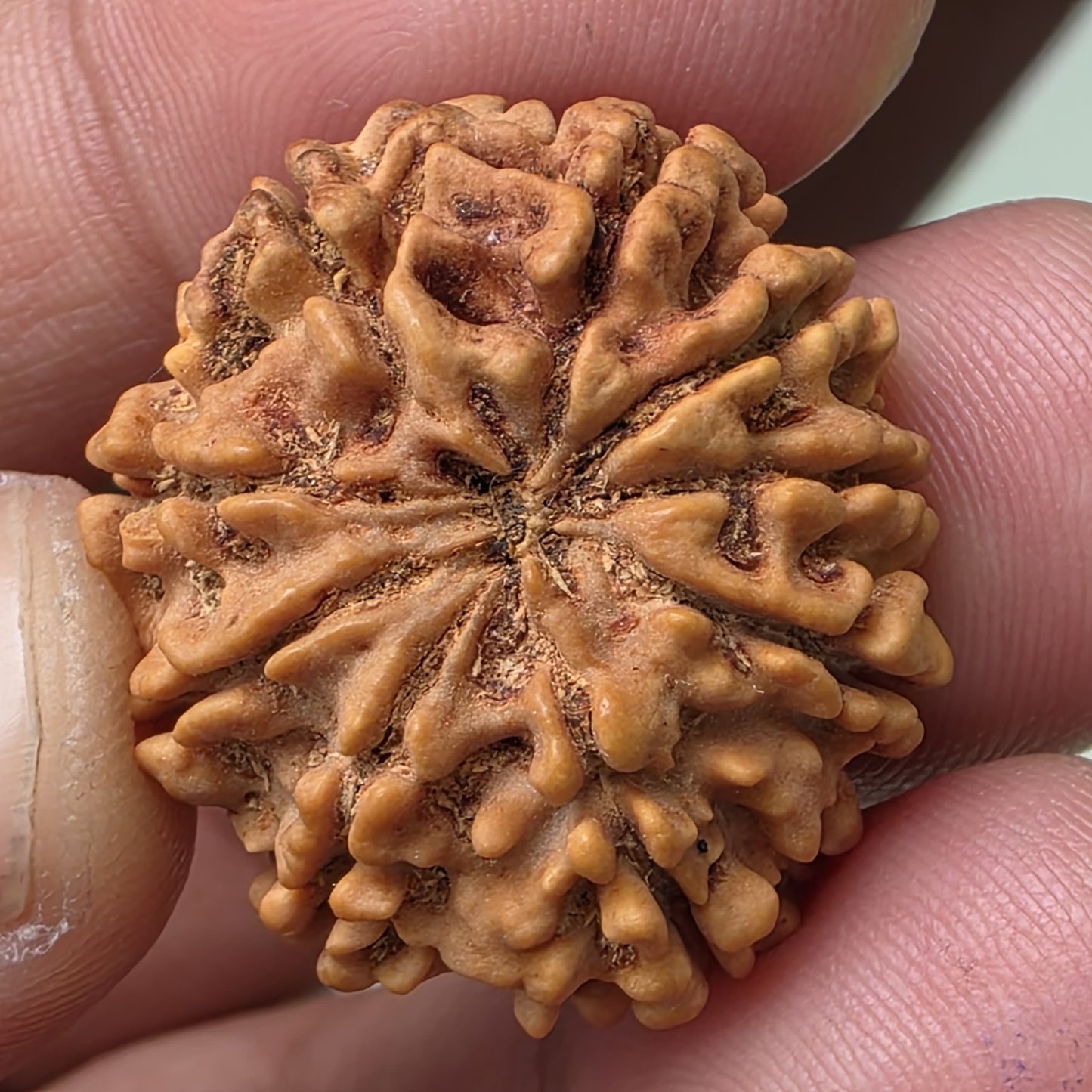 9 Mukhi Collector Nepal Rudraksha | 27.06 mm, 4.88 grams | Lab Certified | Empowering Strength & Divine Protection of Maa Durga