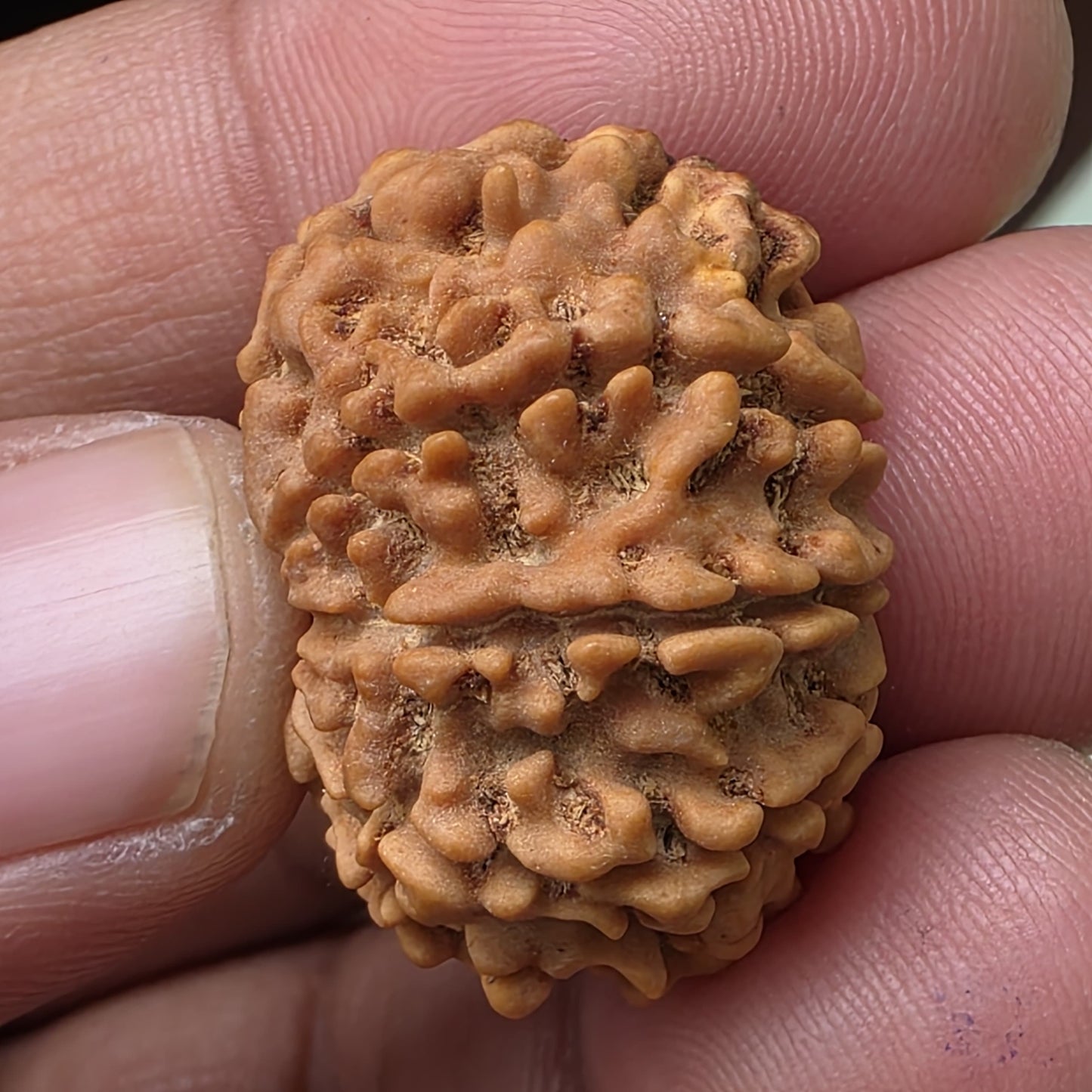 9 Mukhi Collector Nepal Rudraksha | 27.06 mm, 4.88 grams | Lab Certified | Empowering Strength & Divine Protection of Maa Durga