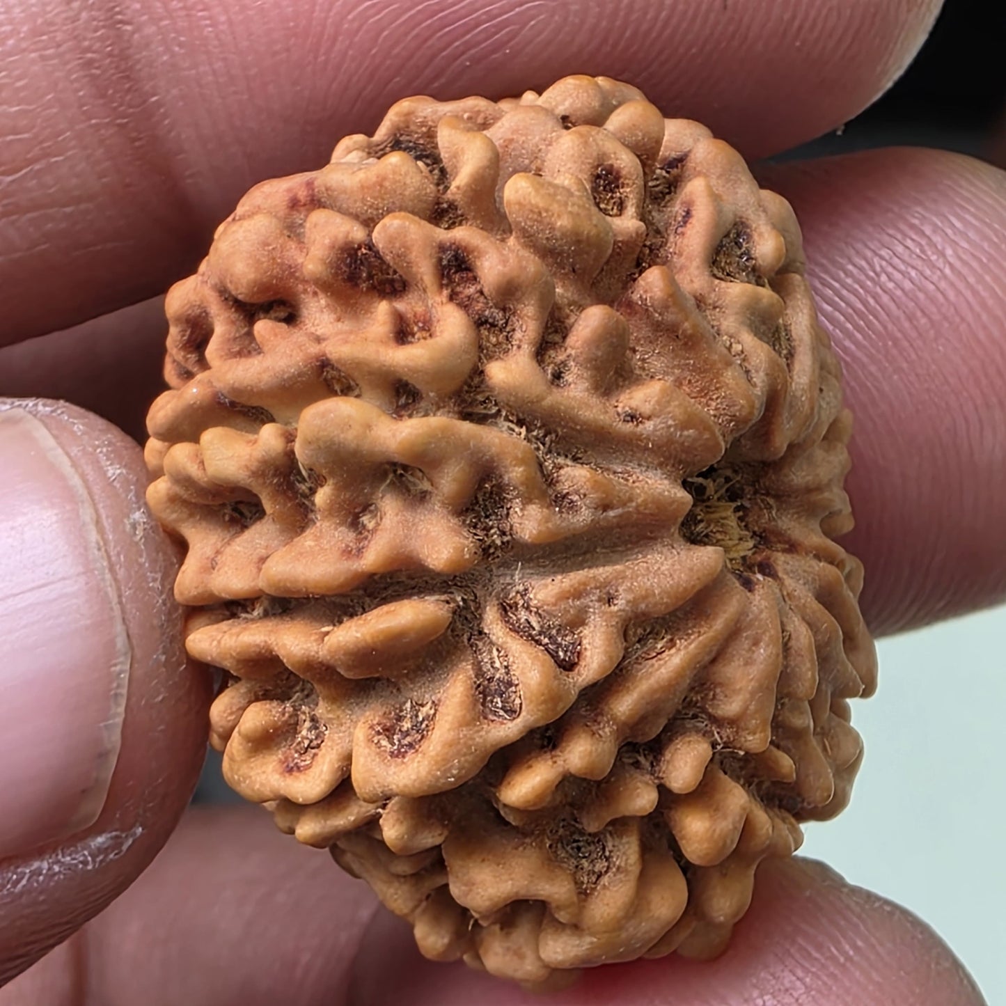 9 Mukhi Collector Nepal Rudraksha | 27.06 mm, 4.88 grams | Lab Certified | Empowering Strength & Divine Protection of Maa Durga