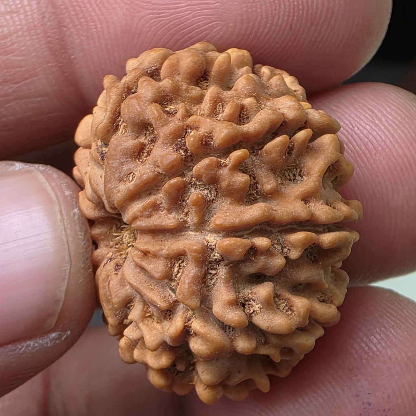 9 Mukhi Collector Nepal Rudraksha | 27.06 mm, 4.88 grams | Lab Certified | Empowering Strength & Divine Protection of Maa Durga