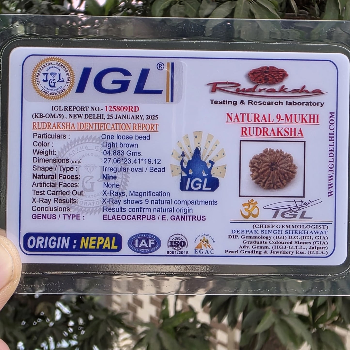 9 Mukhi Collector Nepal Rudraksha | 27.06 mm, 4.88 grams | Lab Certified | Empowering Strength & Divine Protection of Maa Durga