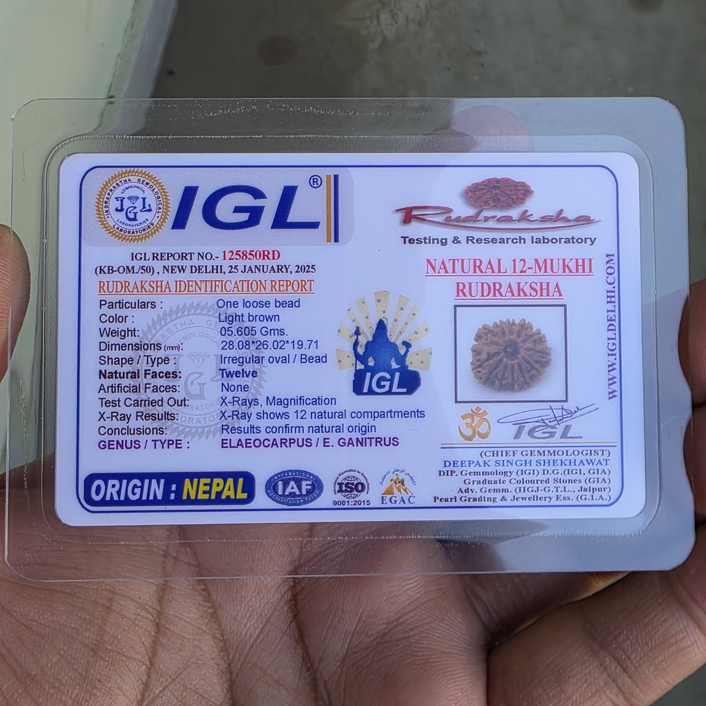 12 Mukhi Collector Nepal Rudraksha | 28.08 mm, 5.6 grams | IGL Lab Certified | Symbol of Radiance, Authority & Divine Power