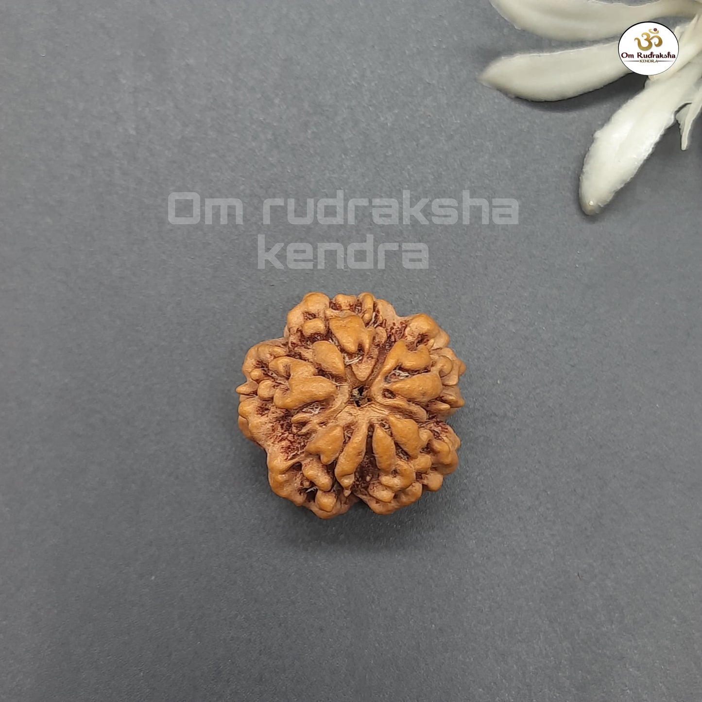 Zero Mukhi / Nirakar / Faceless Nepal Rudraksha