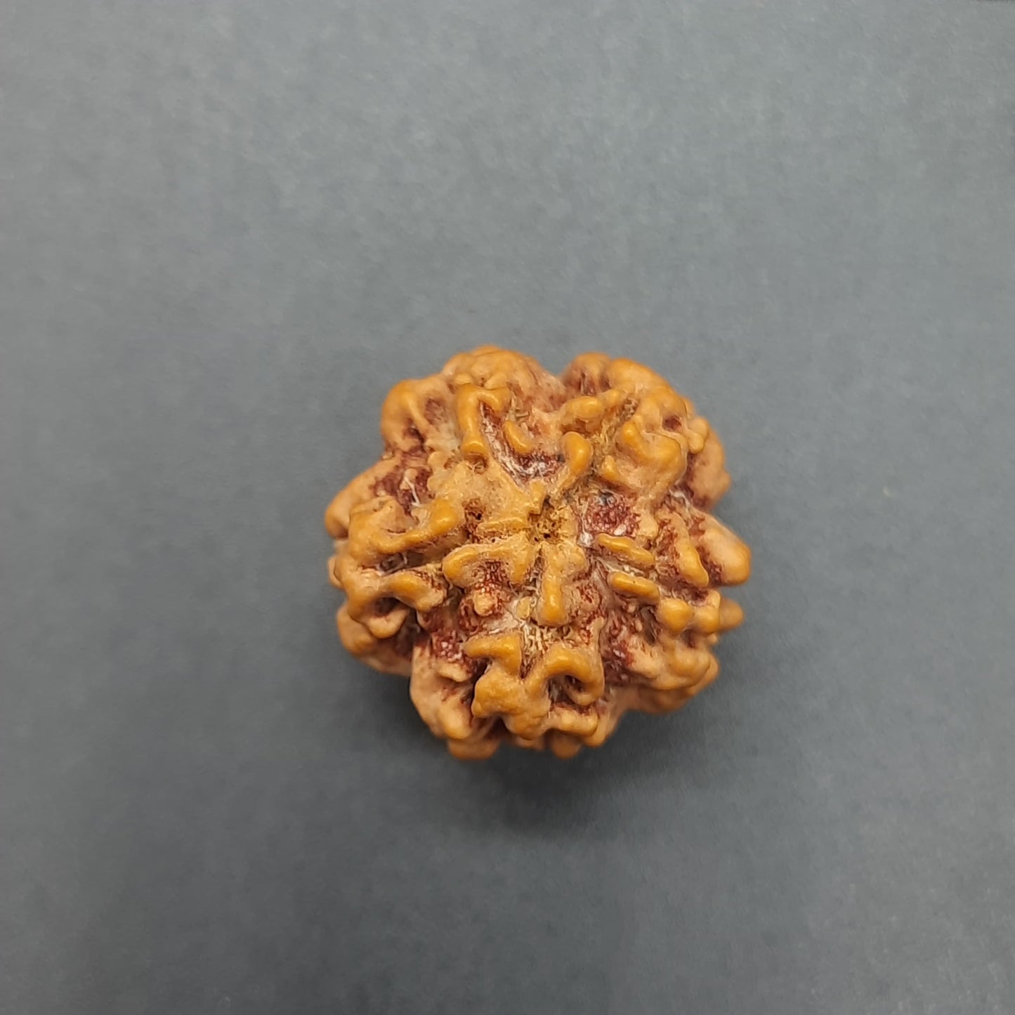 Zero Mukhi / Nirakar / Faceless Nepal Rudraksha