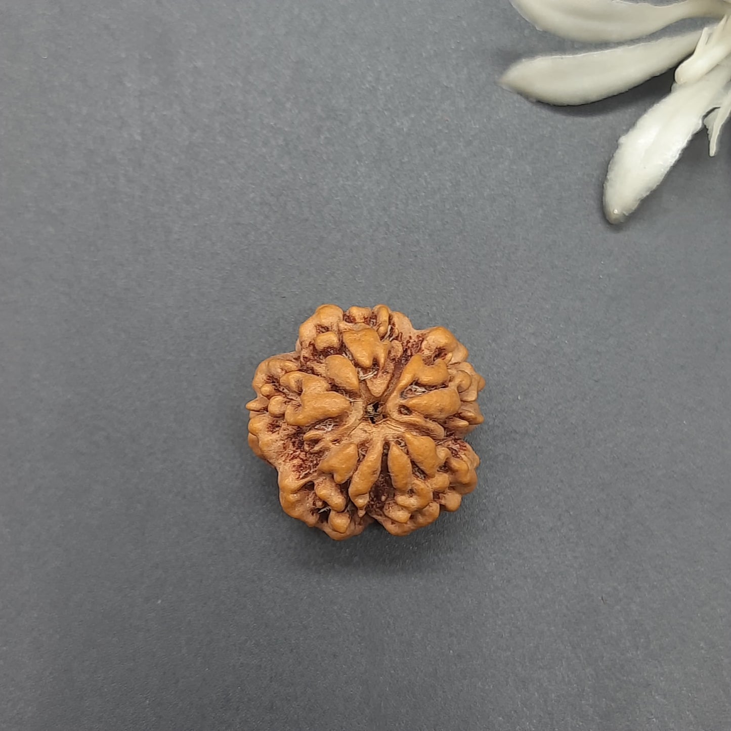 Zero Mukhi / Nirakar / Faceless Nepal Rudraksha