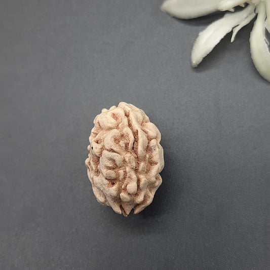 2 Mukhi / Two Face Collector Rudraksha From North India 21-23mm