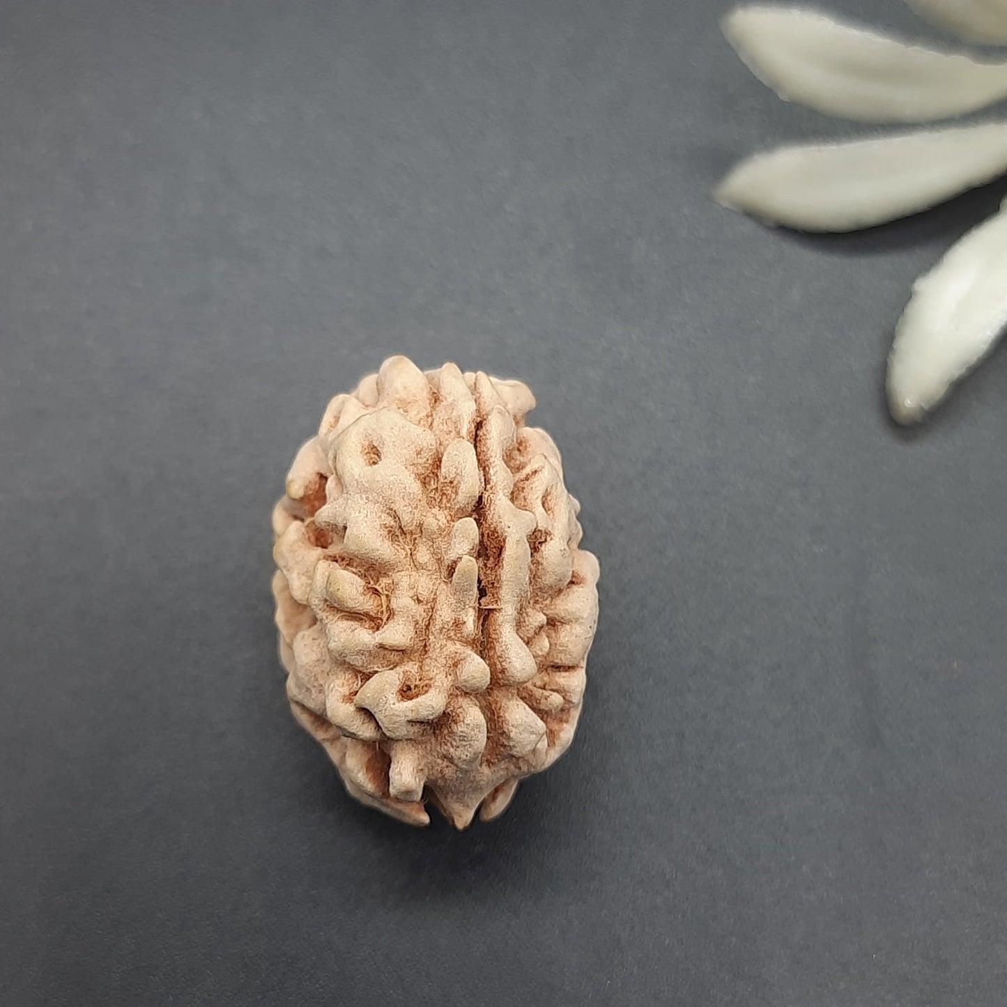 2 Mukhi / Two Face Collector Rudraksha From North India 21-23mm