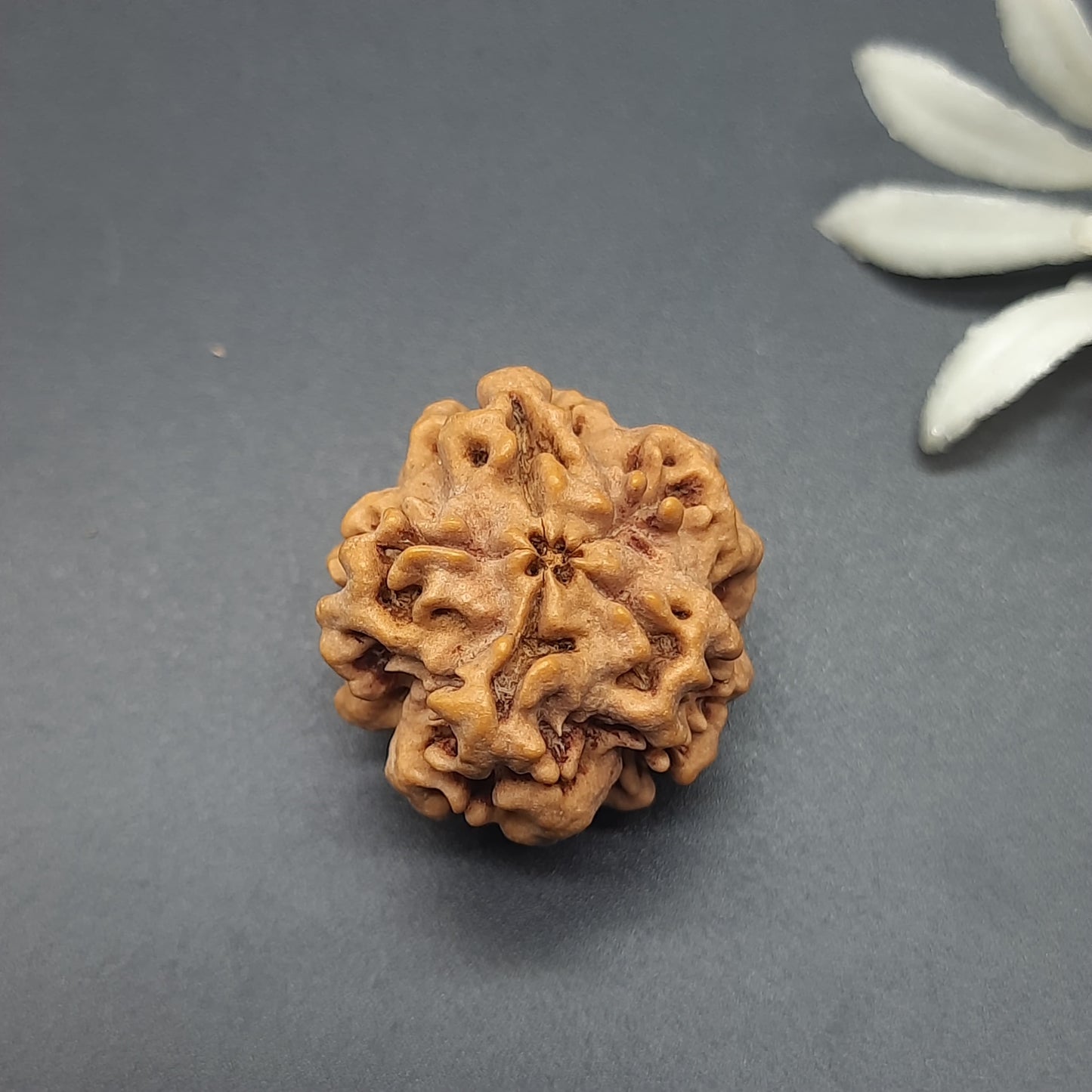 Zero Mukhi / Nirakar / Faceless Nepal Rudraksha