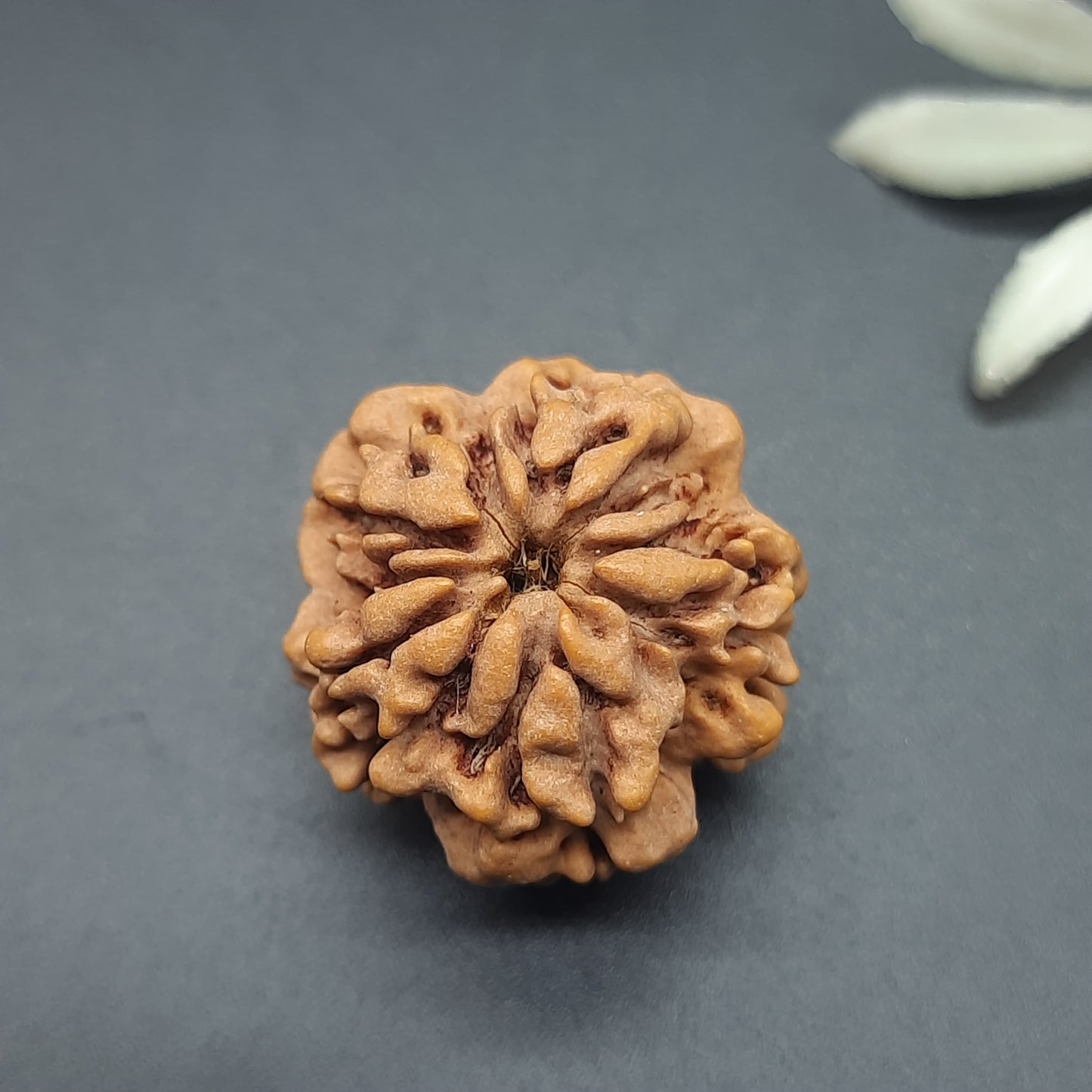 Zero Mukhi / Nirakar / Faceless Nepal Rudraksha