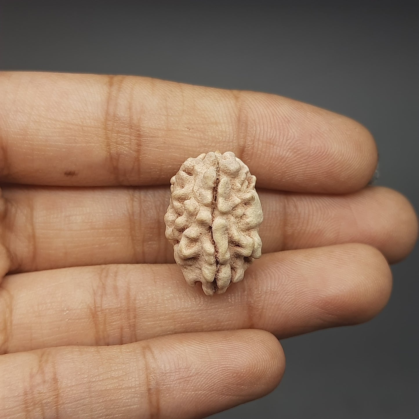 2 Mukhi / Two Face Collector Rudraksha From North India 21-23mm