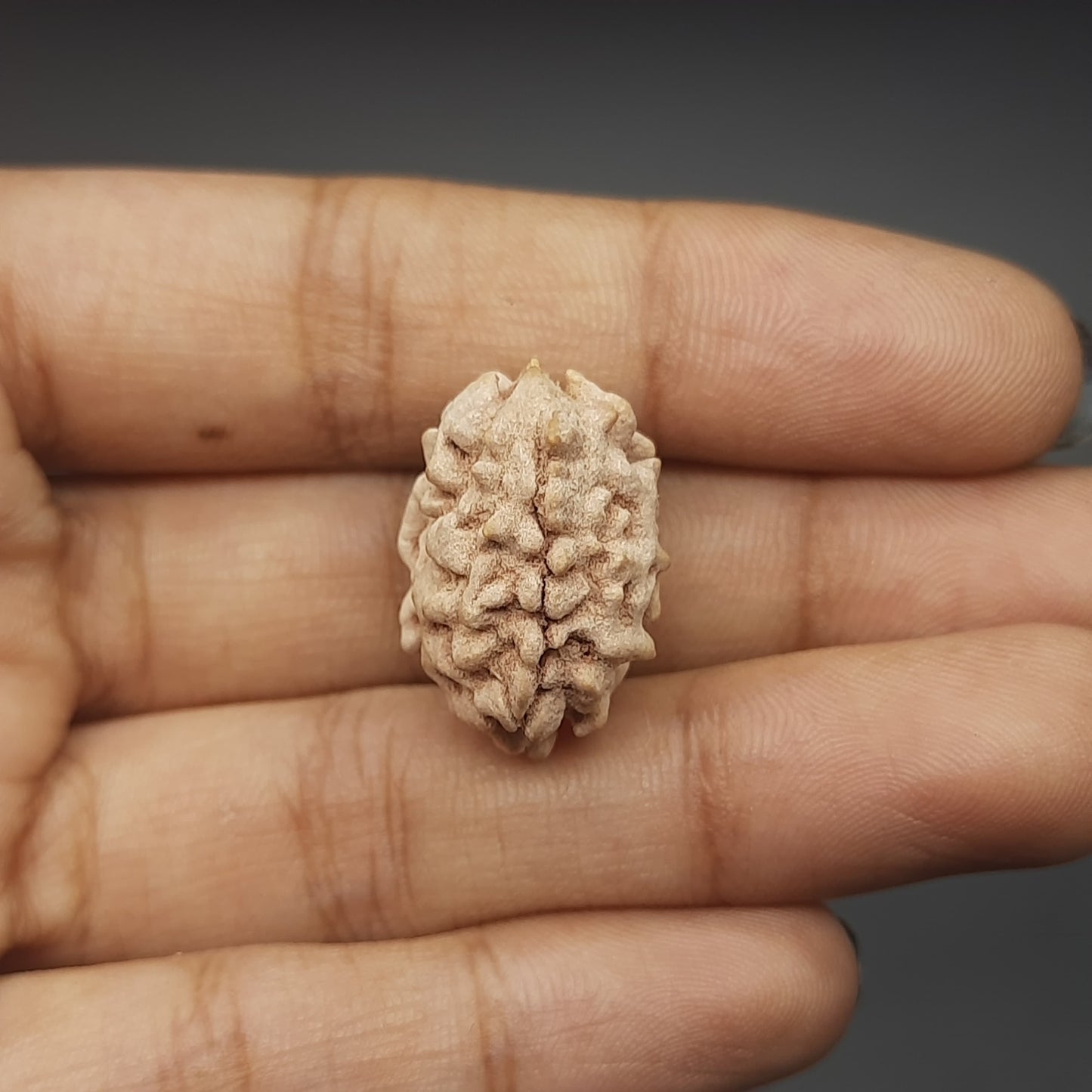 2 Mukhi / Two Face Collector Rudraksha From North India 21-23mm