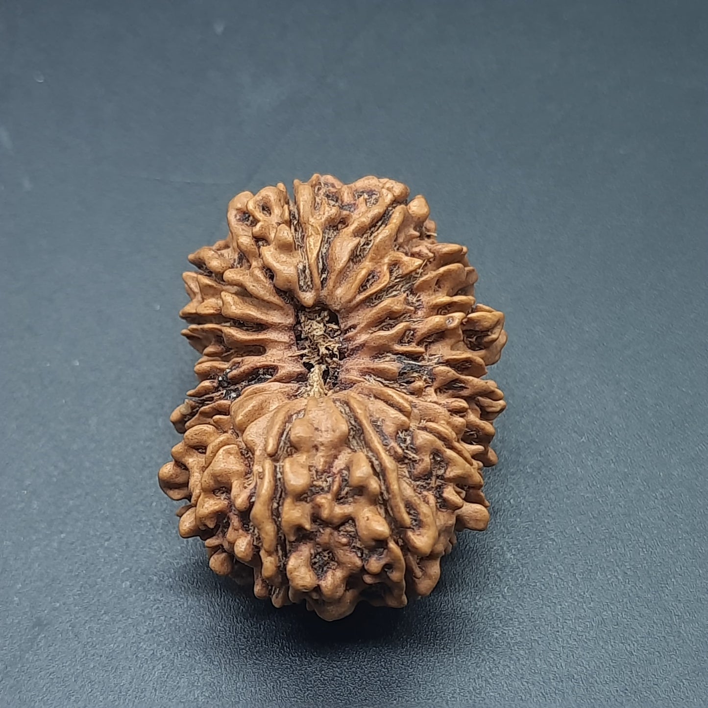 15 Mukhi Fifteen Face Super Collector Nepal Rudraksha | 32.43mm, 05.100gram | IGL Lab Certified
