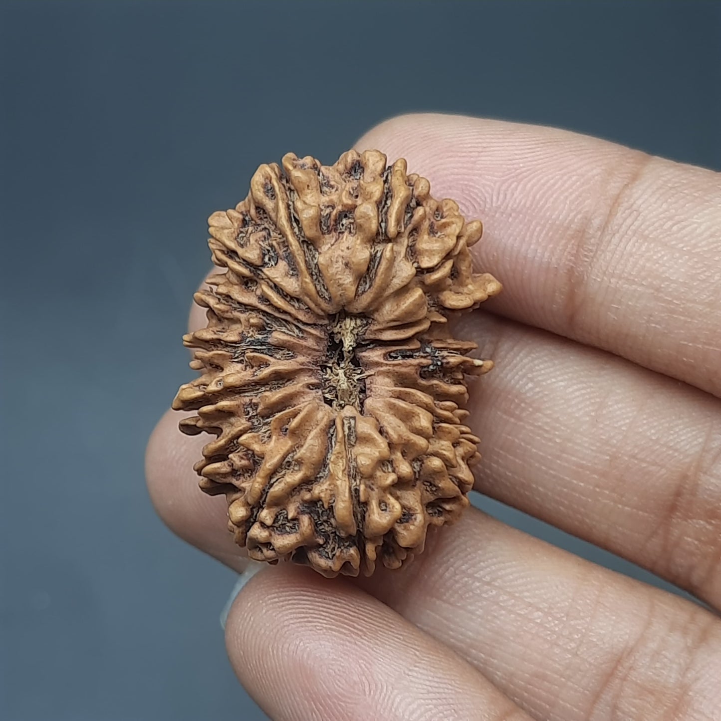 15 Mukhi Fifteen Face Super Collector Nepal Rudraksha | 32.43mm, 05.100gram | IGL Lab Certified