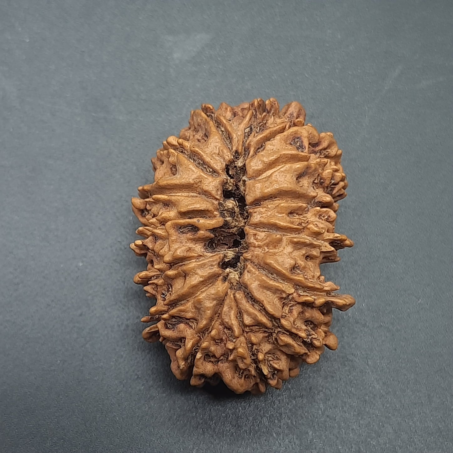 15 Mukhi Fifteen Face Super Collector Nepal Rudraksha | 32.43mm, 05.100gram | IGL Lab Certified