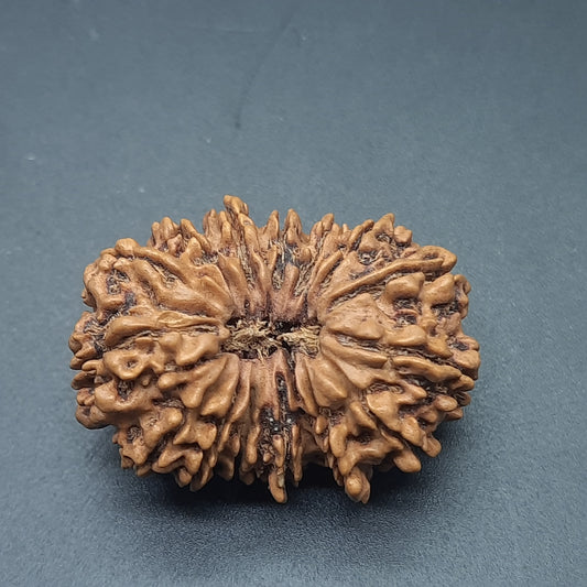 15 Mukhi Fifteen Face Super Collector Nepal Rudraksha | 32.43mm, 05.100gram | IGL Lab Certified