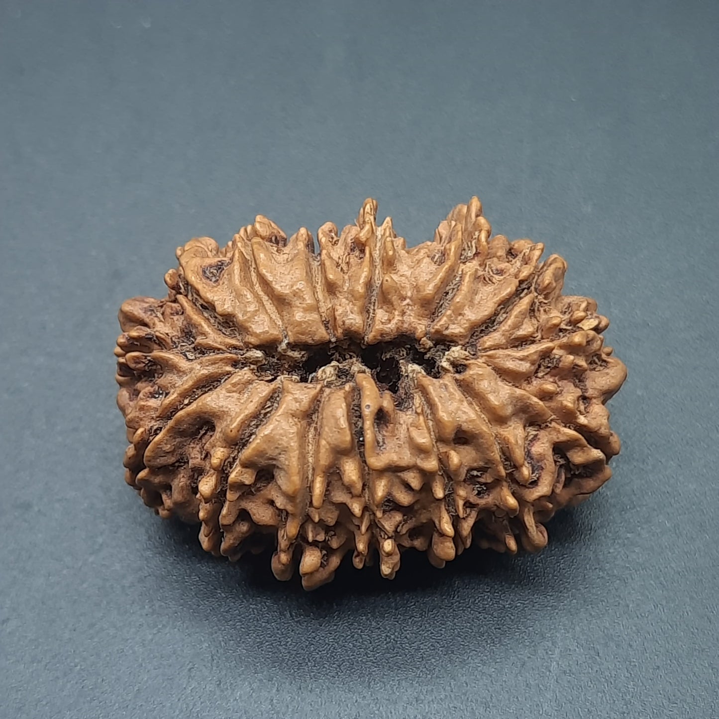 15 Mukhi Fifteen Face Super Collector Nepal Rudraksha | 32.43mm, 05.100gram | IGL Lab Certified