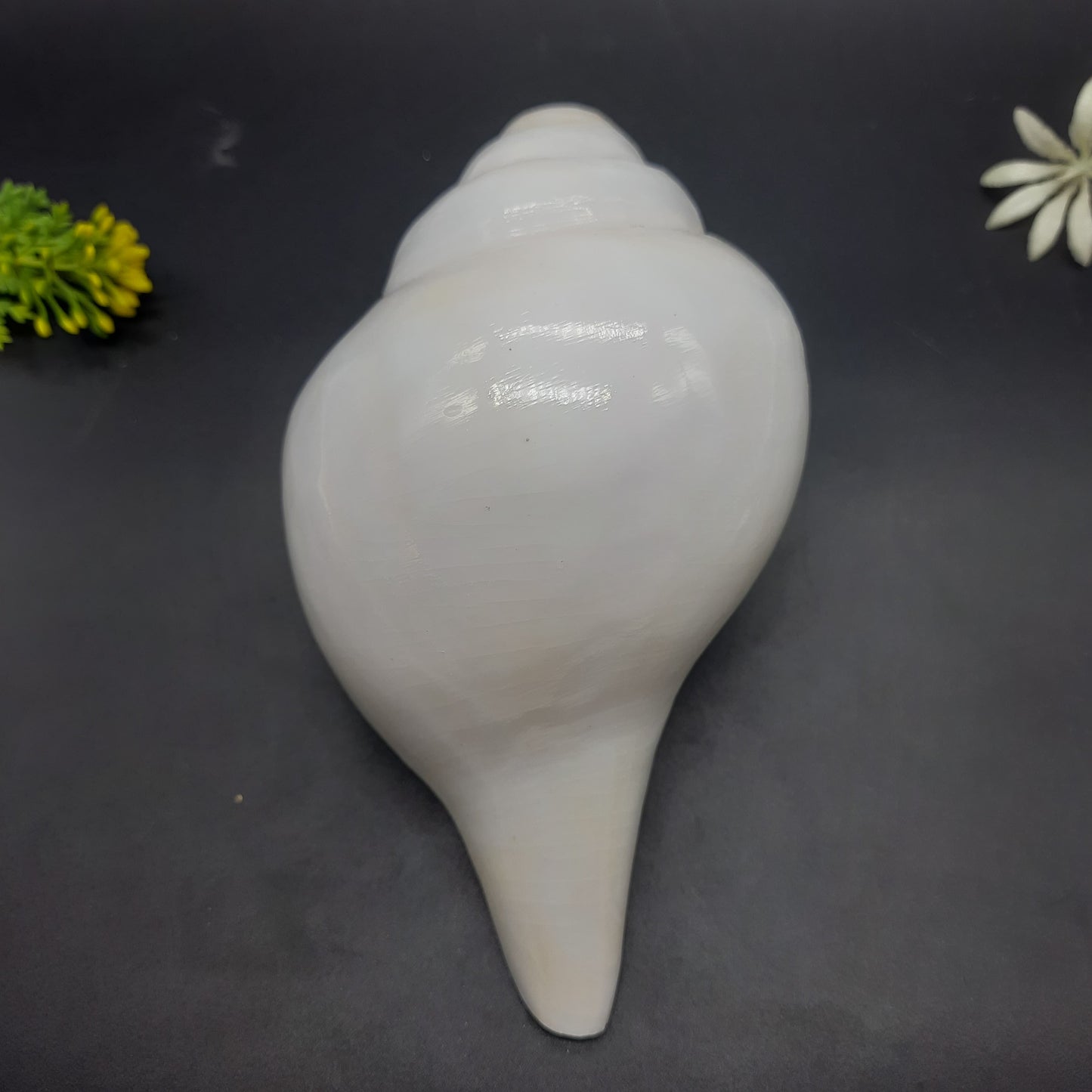 Original Vamavrati Shankh / Blowing Shankh for Pooja or Mandir 6 Inch or 7 Inch