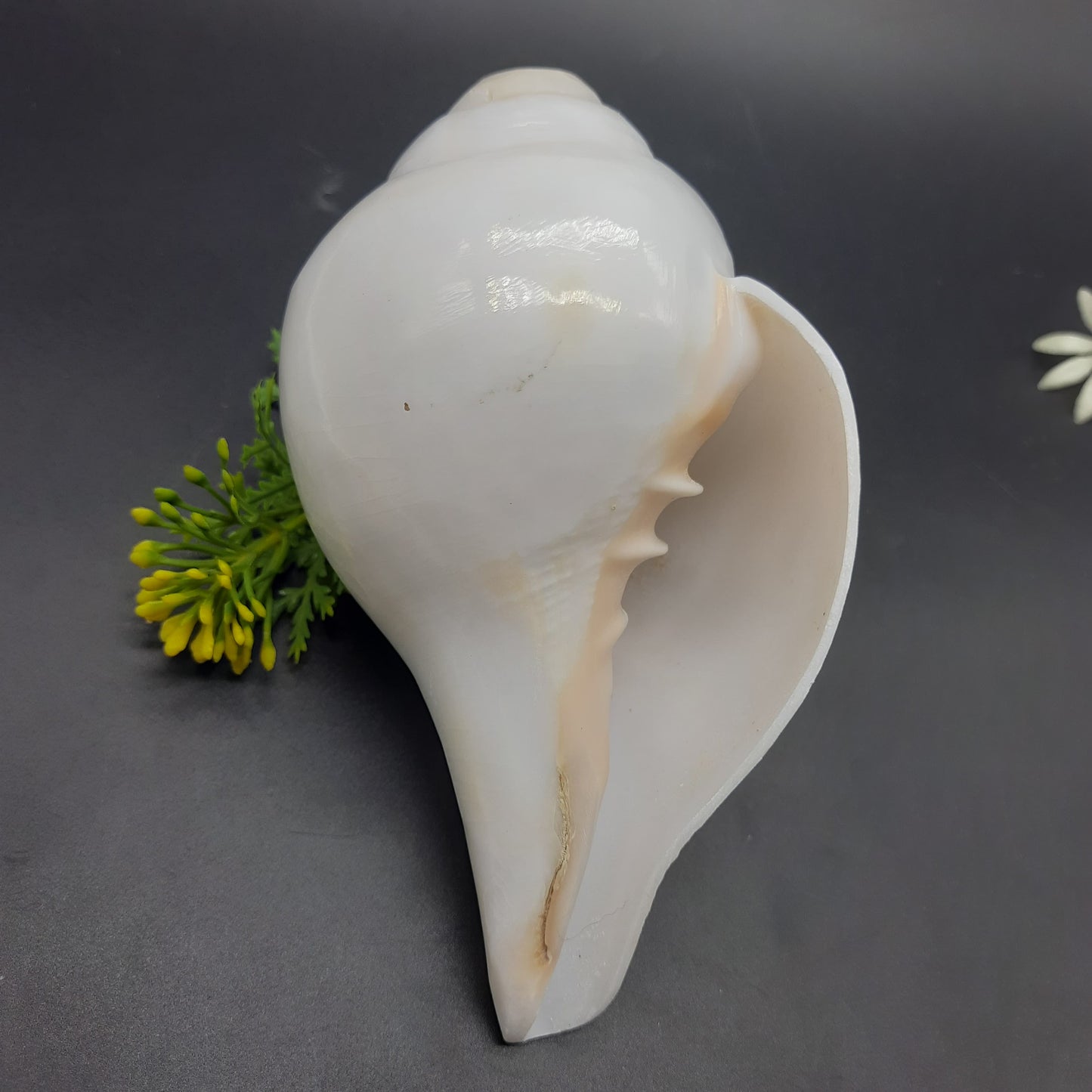 Original Vamavrati Shankh / Blowing Shankh for Pooja or Mandir 6 Inch or 7 Inch