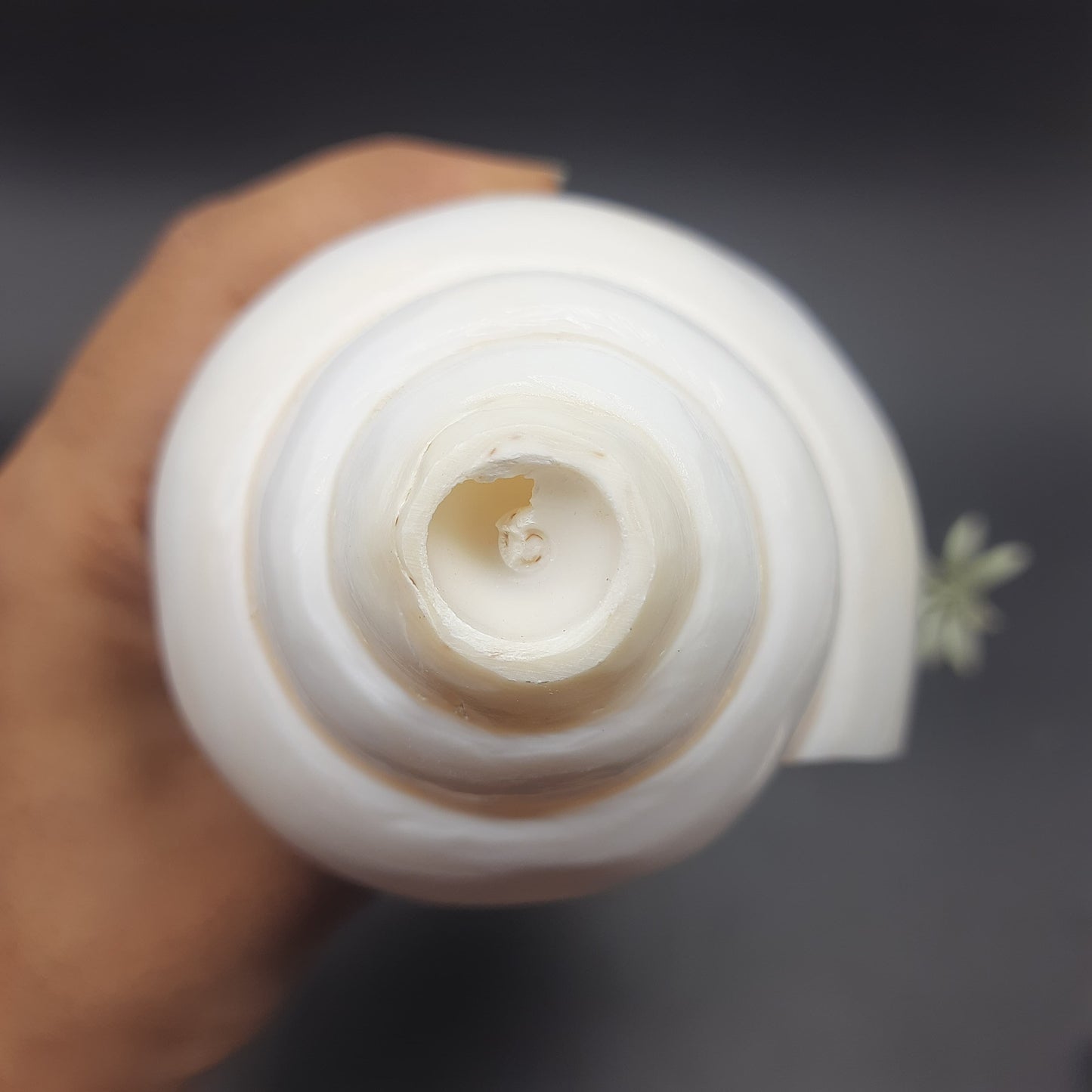 Original Vamavrati Shankh / Blowing Shankh for Pooja or Mandir 6 Inch or 7 Inch