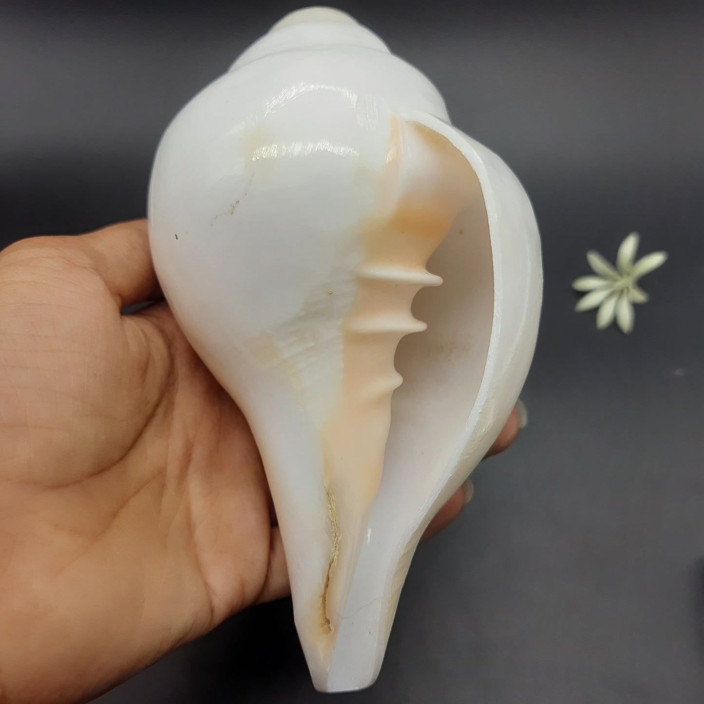 Original Vamavrati Shankh / Blowing Shankh for Pooja or Mandir 6 Inch or 7 Inch